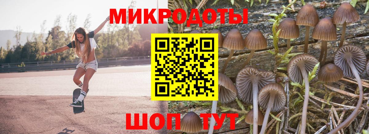 Псилоцибиновые грибы Psilocybe Зерноград